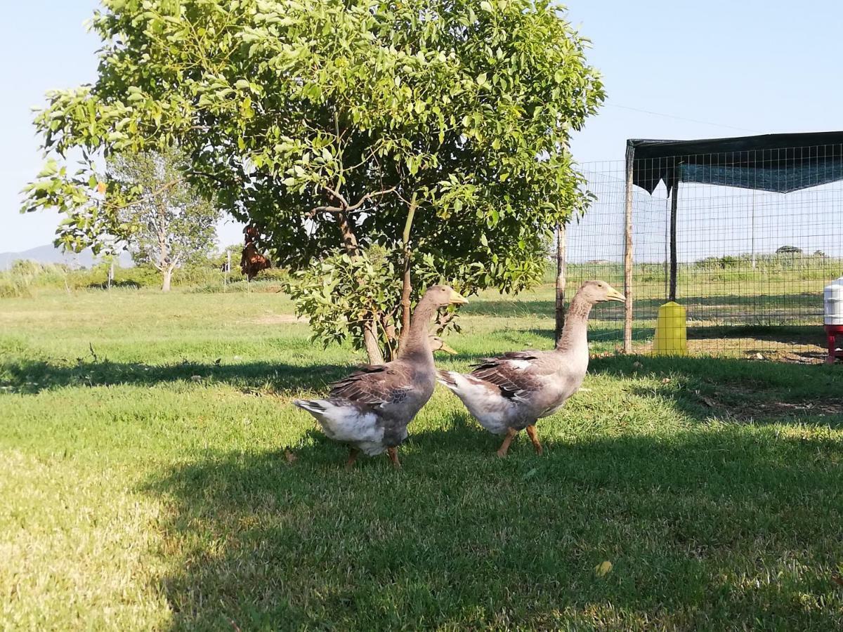 טרצ'ינה Agriturismo Le Folaghe מראה חיצוני תמונה
